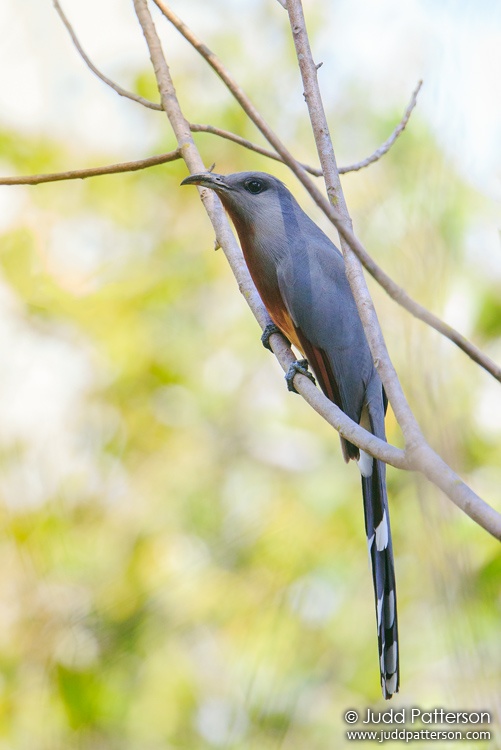 Bay-breasted Cuckoo, Rabo de Gato Trail, Dominican Republic
